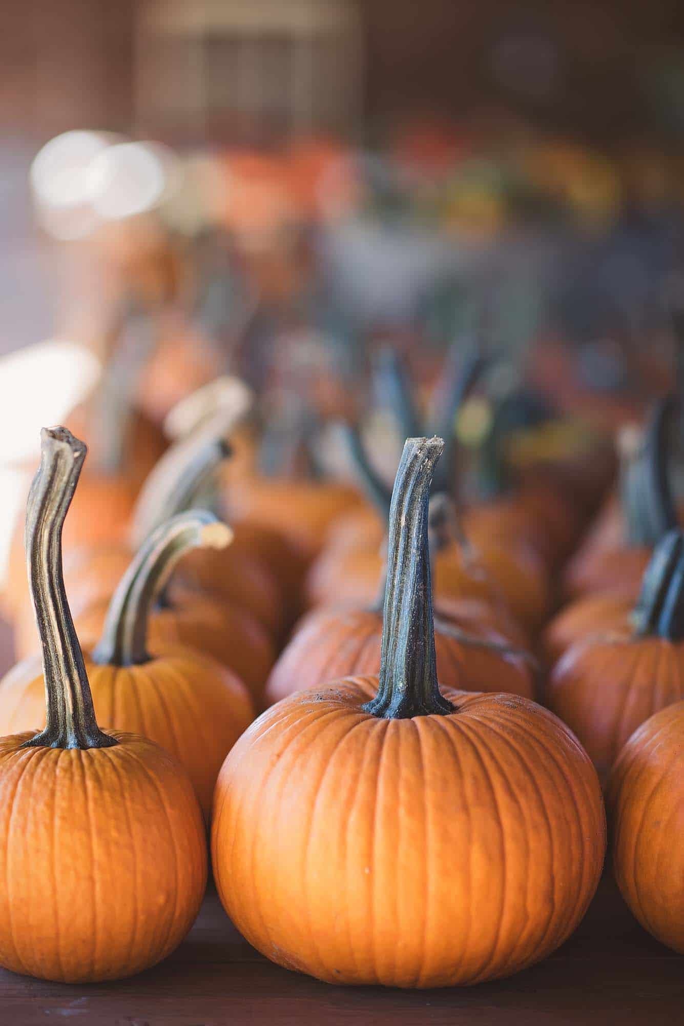 Pumpkin Patches in Oklahoma City Top 13 Spots for Fall Fun Naturally
